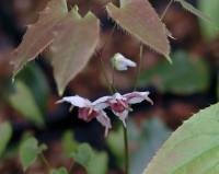 White and reddish pink flowers